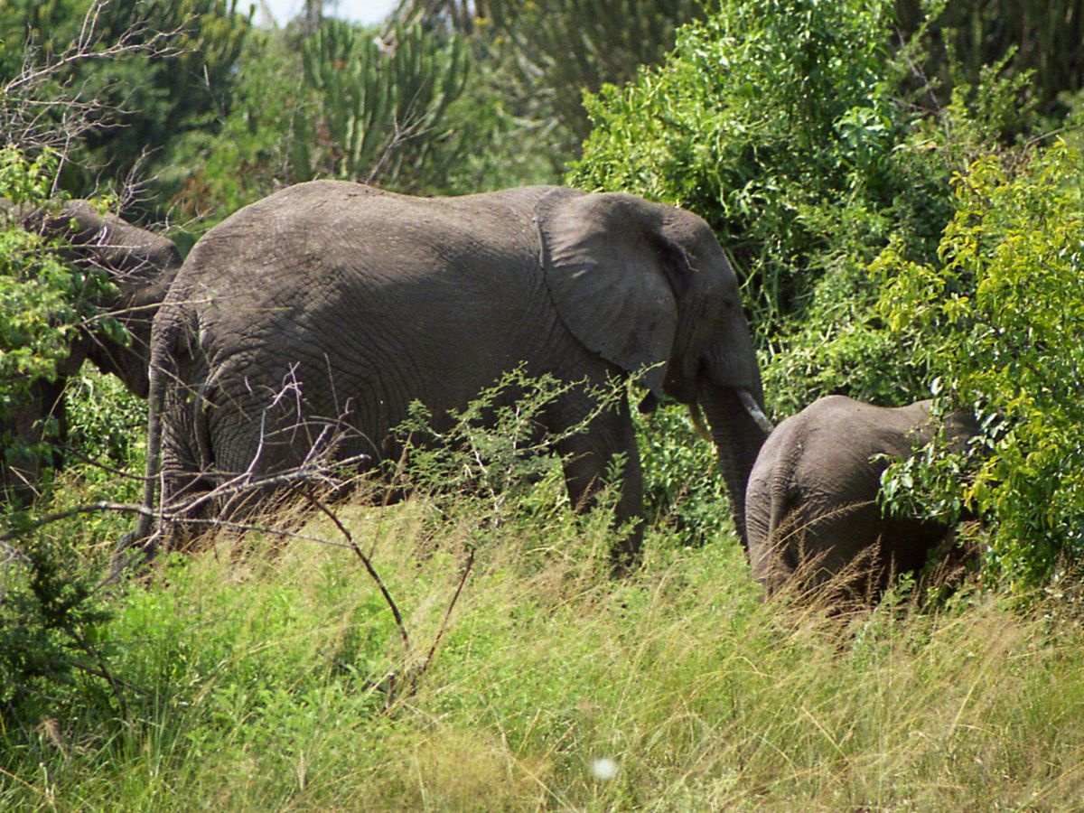 Elefantenmutter mit Elefantenbaby.