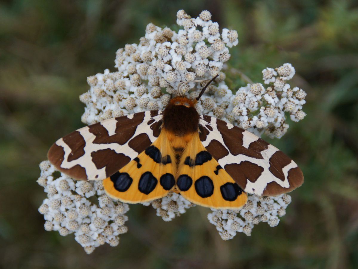 Schmetterling mit braun gemusterten Flügeln außen und gelben Flügeln mit schwarzen Punkten innen sitzt auf einer weißen Blüte.