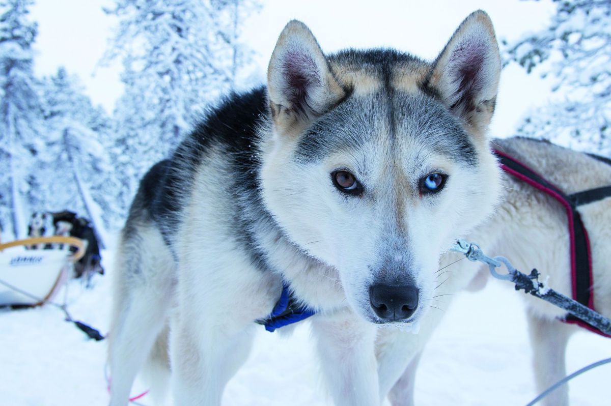 Ein Husky mit den charakteristisch verschiedenfarbigen Augen ist neben einem weiteren Hundekollegen vor einen Schlitten gespannt. Hinter ihnen tief verschneite, bewaldete Landschaft.