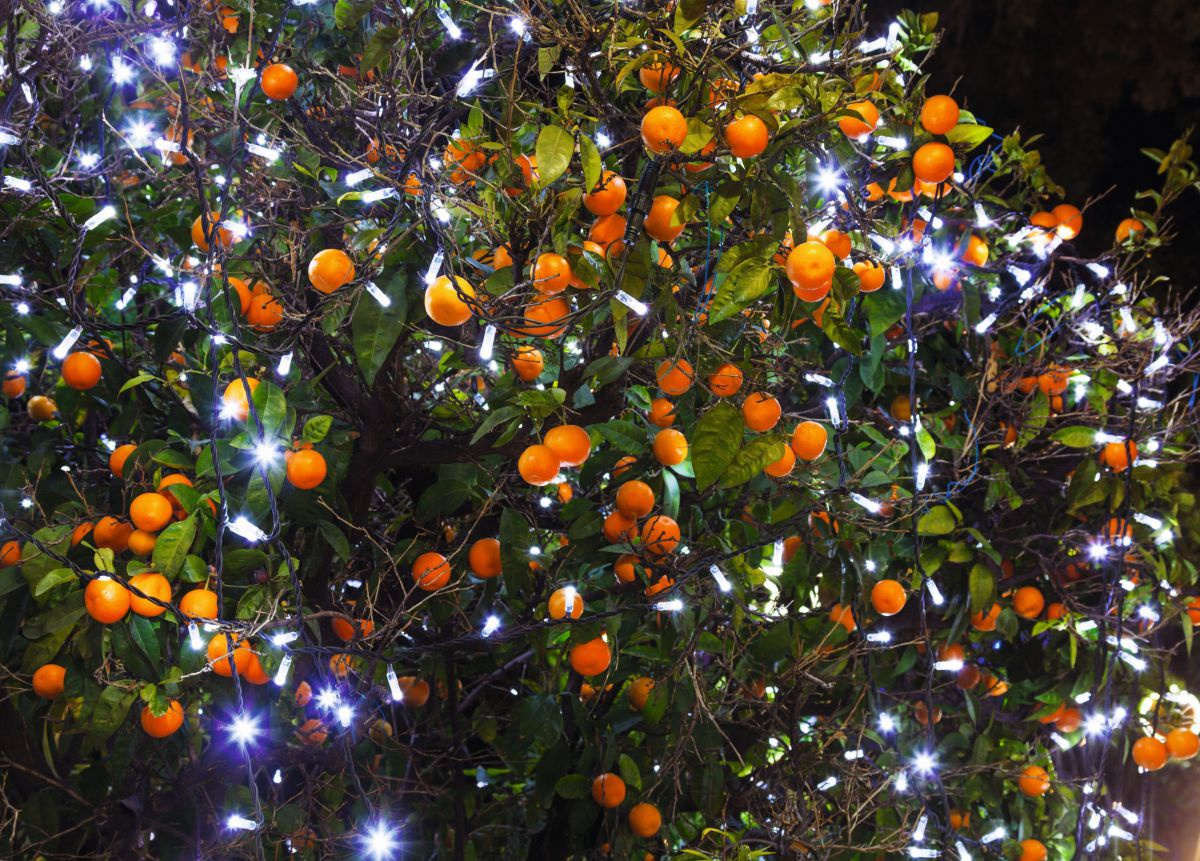 Ein Mandarinenbaum, der viele Früchte trägt wurde mit einer Lichterkette geschmückt. Die Lichter sind eingeschaltet.