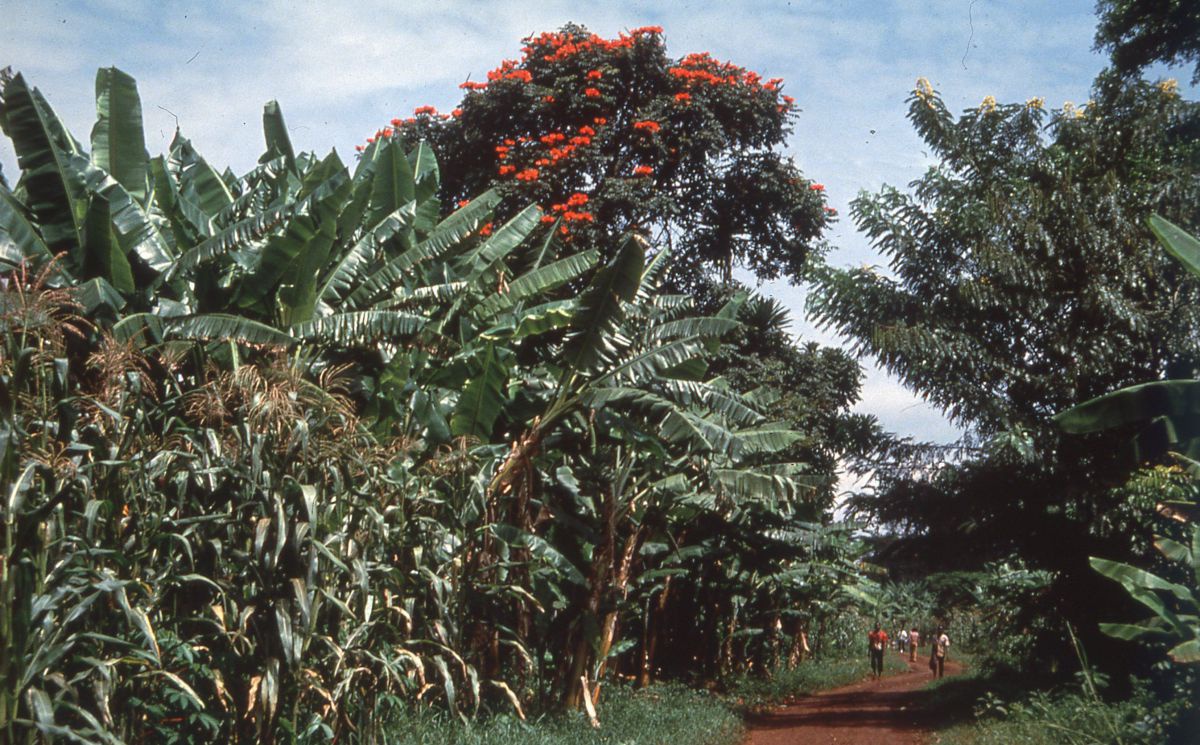 Üppiges Grün, Mais, Bananenblätter, ein rot blühender Baum. Darunter ein erfdarbener Weg auf dem einige Leute unterwegs sind.