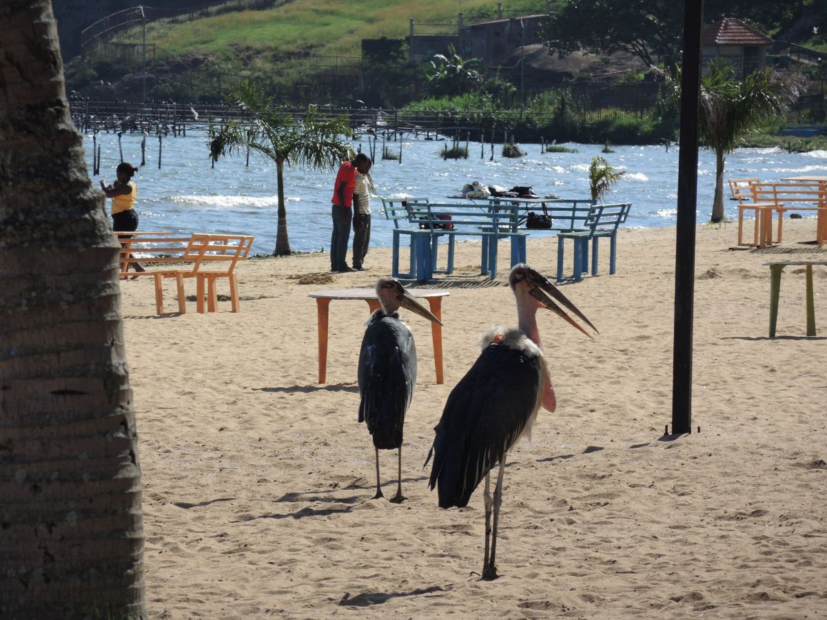 Sandstrand, einige Tische und Bänke, ein paar Leute spazieren im Sand. Zwei Marabus stolzieren herum.