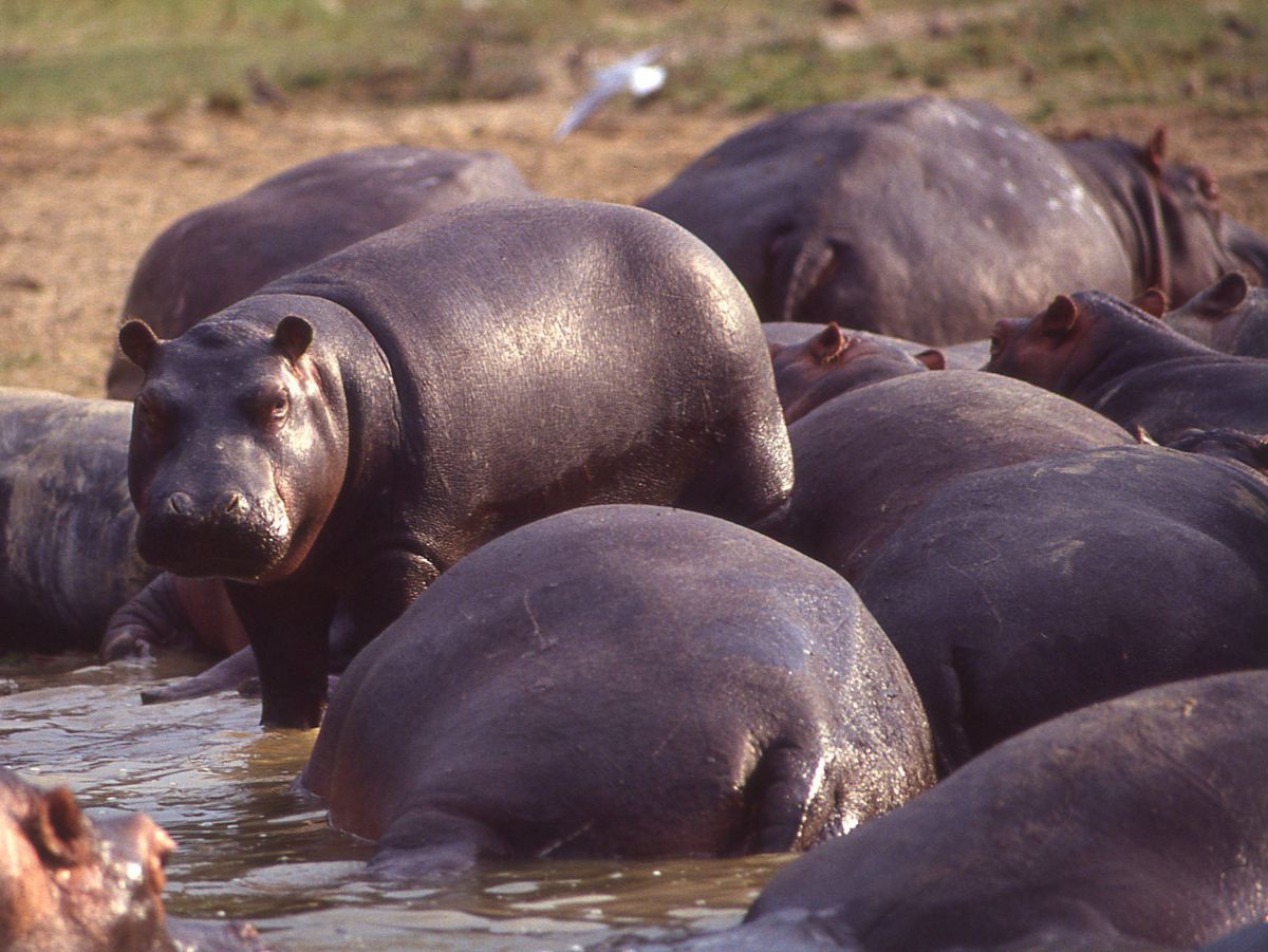 Gruppe von Nilpferden im Wasser am Ufer des Lake Edward.