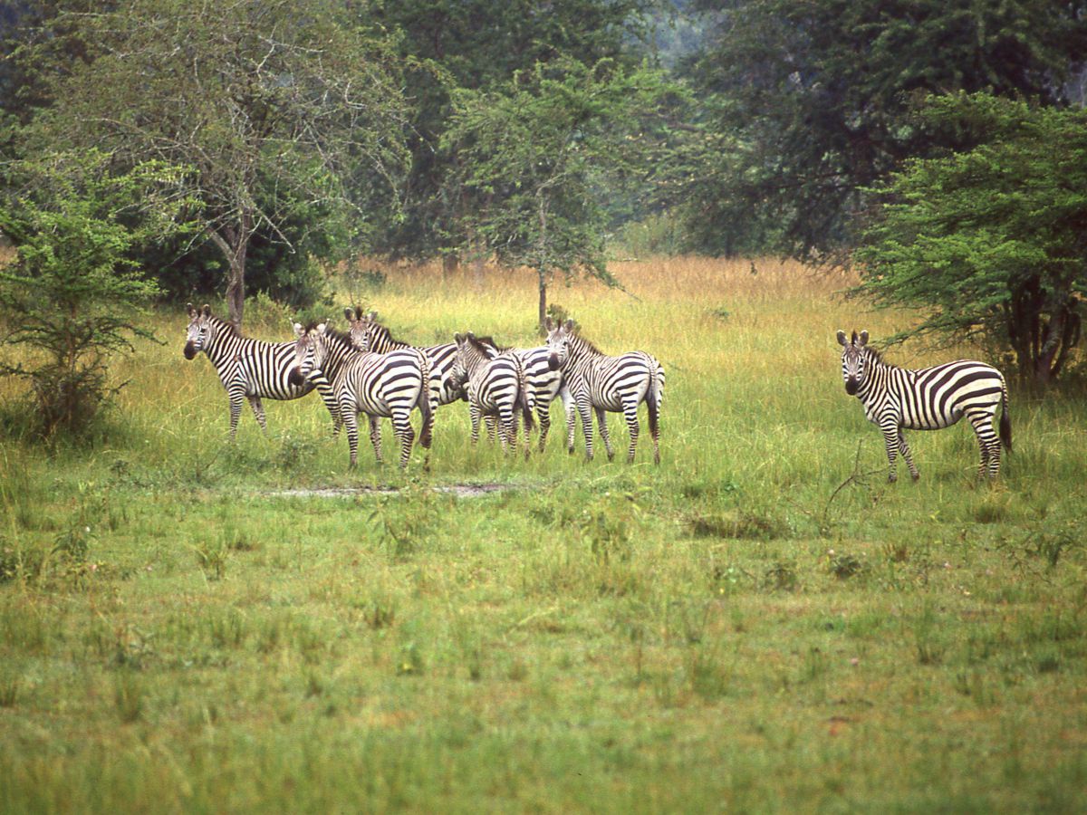 Gruppe von Zebras