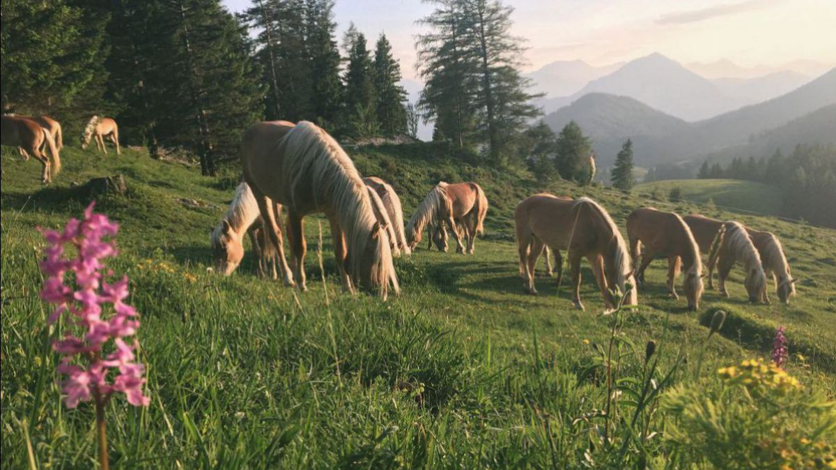 Pferde grasen auf der Alm