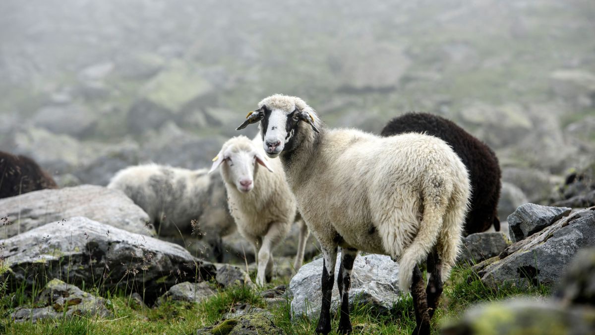 Mehrere Schafe im alpinen Gelände zwischen kleineren Felsbrocken. Nebel.