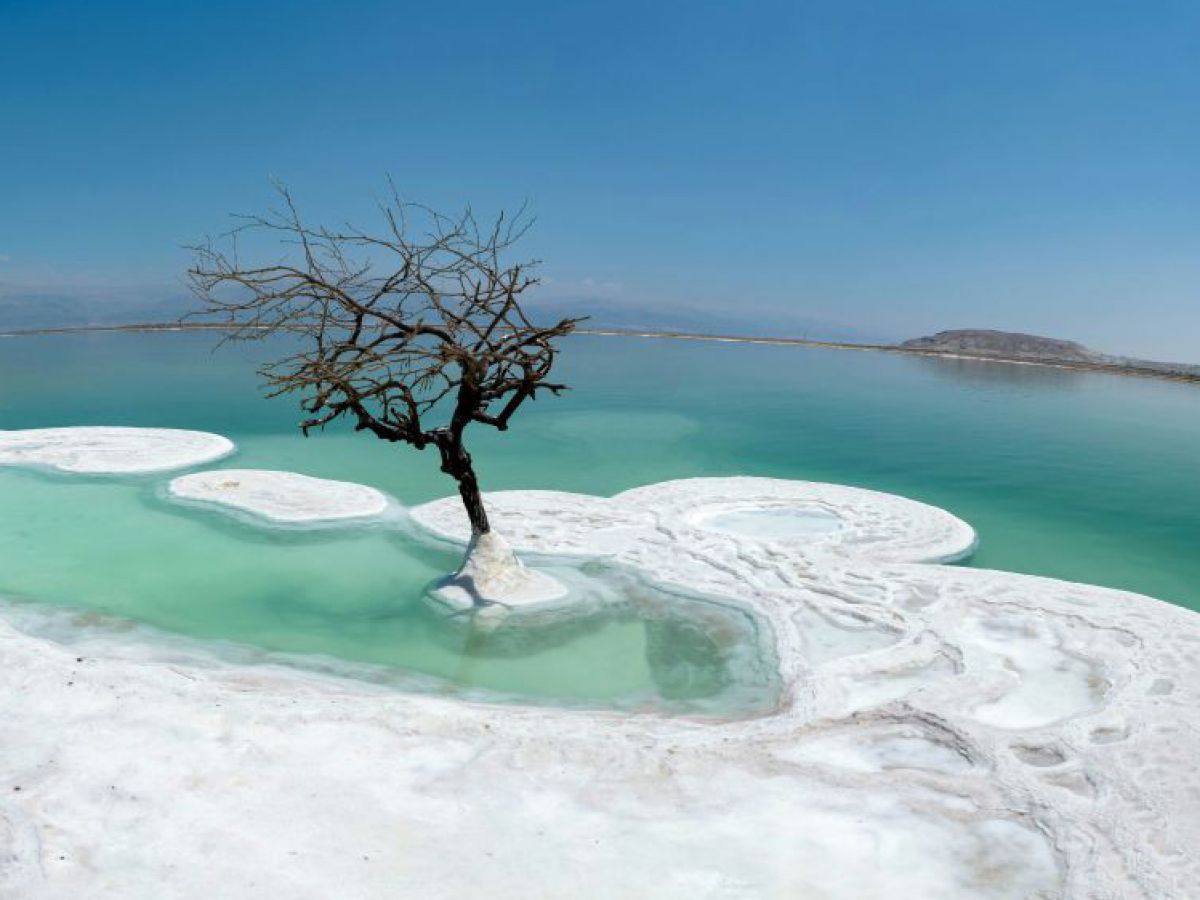 Ein kahler Baum auf einer weißen Salzinsel im Toten Meer.