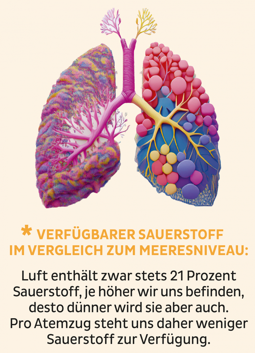 Grafik einer menschlichen Lunge